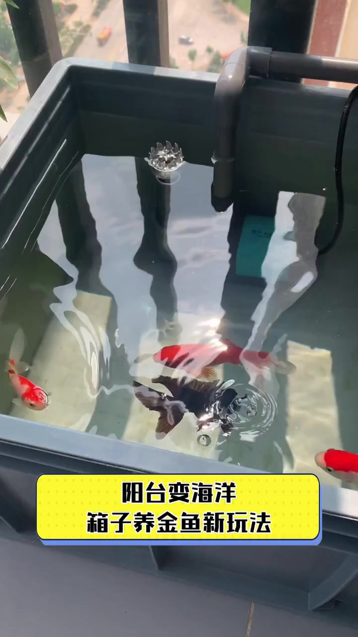 阳台变海洋,箱子养金鱼新玩法