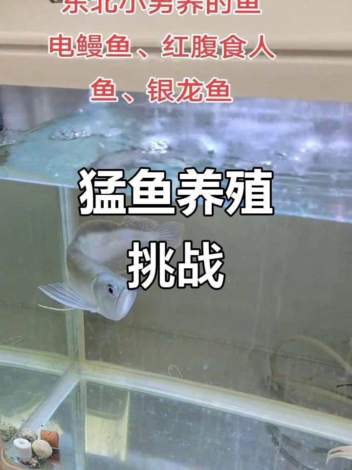 这些食肉鱼,小孩都敢养!电鳗、红腹食人鱼和银龙鱼