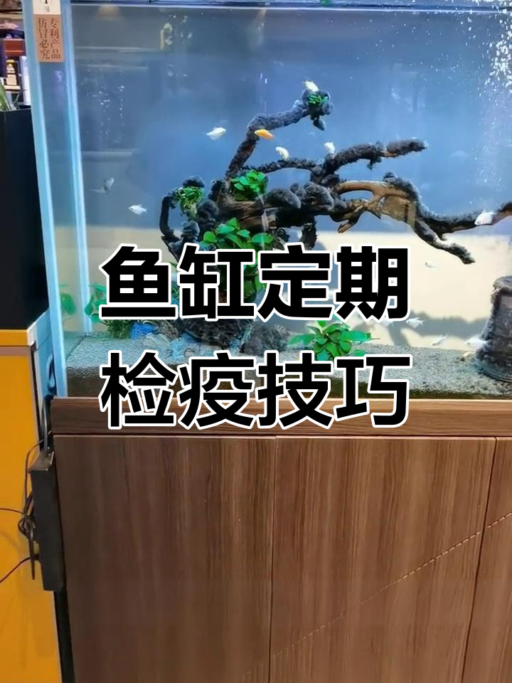 鱼缸检疫全攻略:如何预防寄生虫和细菌