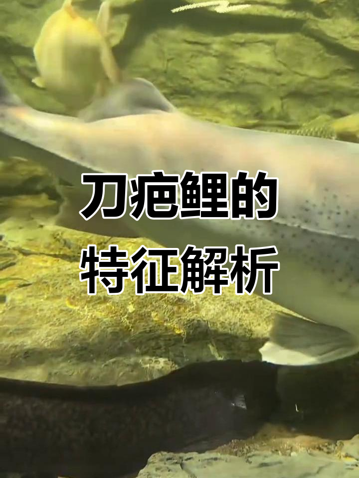 刀疤鲤与普通鲤鱼的区别,原来是这样!