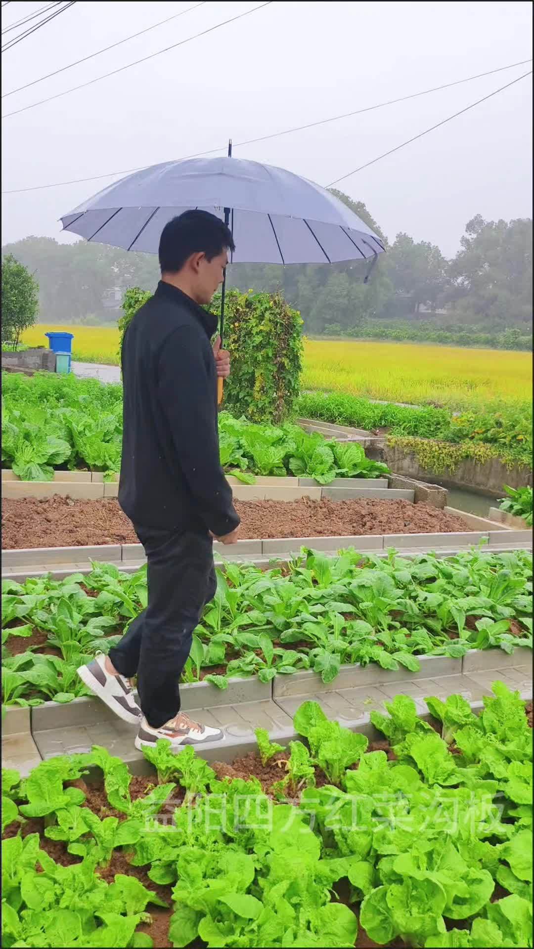 下雨天进菜园摘菜 干净卫生 菜沟板 农村菜园设计 我的田园生活 小菜园 农村菜园