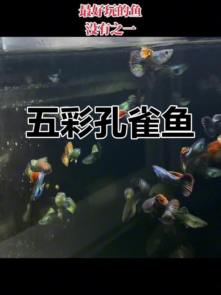 孔雀鱼,五彩斑斓的奇妙生物,你真的了解它吗?