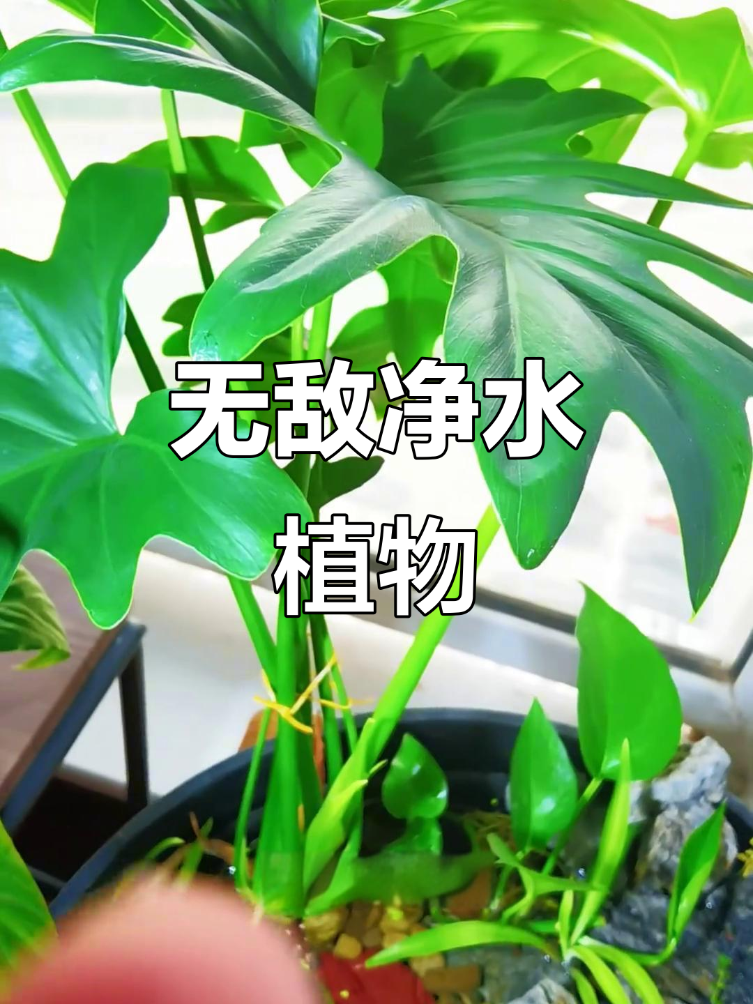 懒人必备!这棵净水植物让鱼缸变亚马逊,完全不用换水