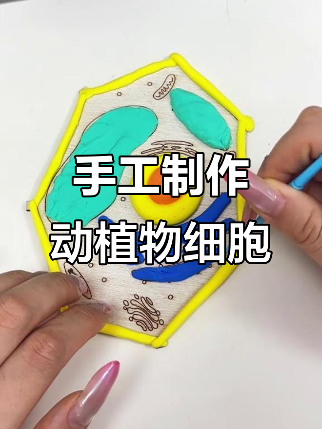 用粘土做植物细胞和动物细胞的DIY模型,简单又有趣!