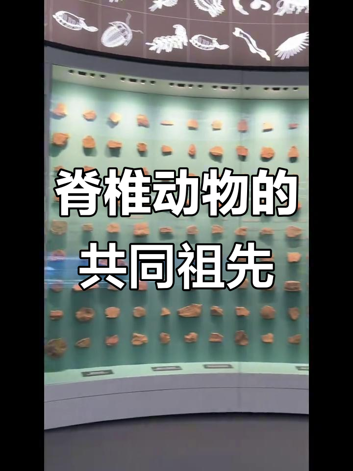 凤娇鱼化石揭示脊椎动物起源，堪称生命演化的关键证据