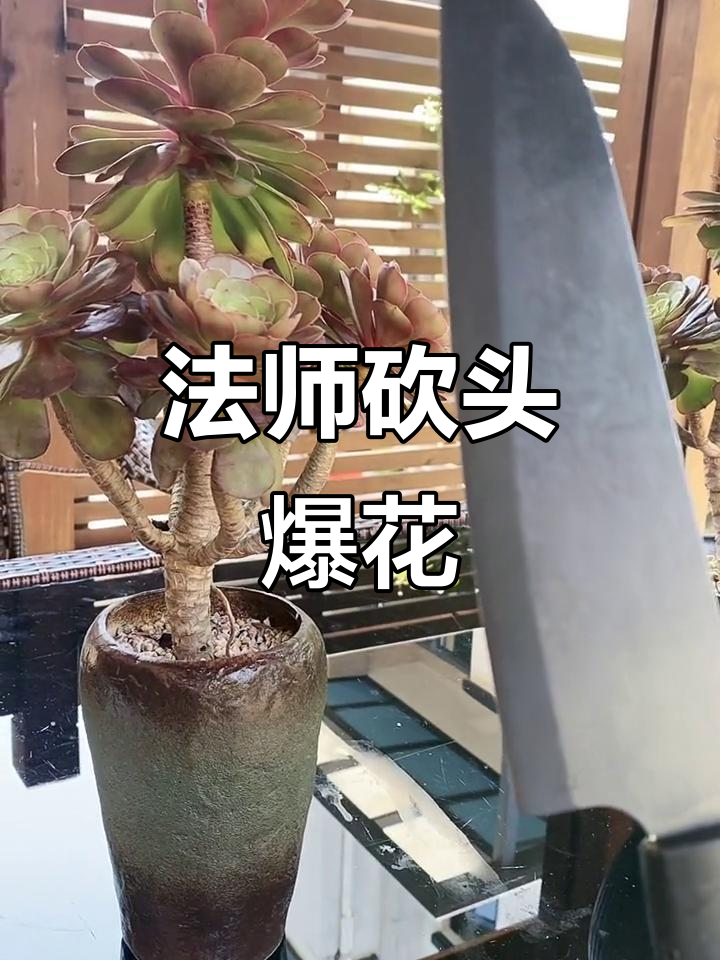 万圣节法师砍头,雪花爆发多肉开花全过程