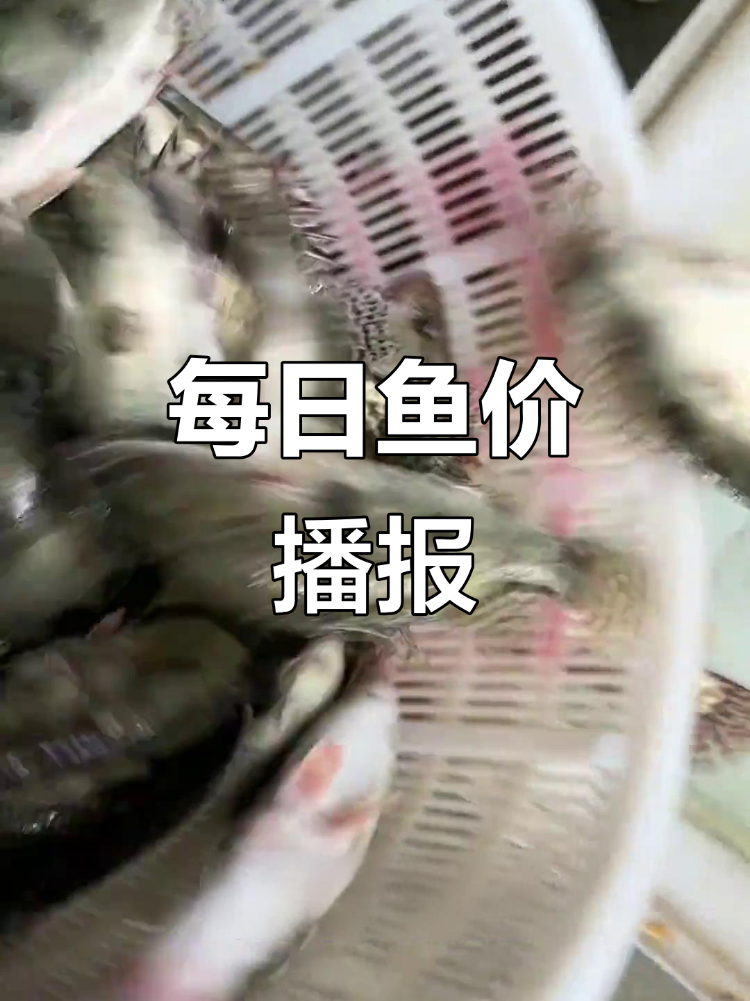 端午节前后鱼价每日更新,鲈鱼、黄颡鱼行情一览
