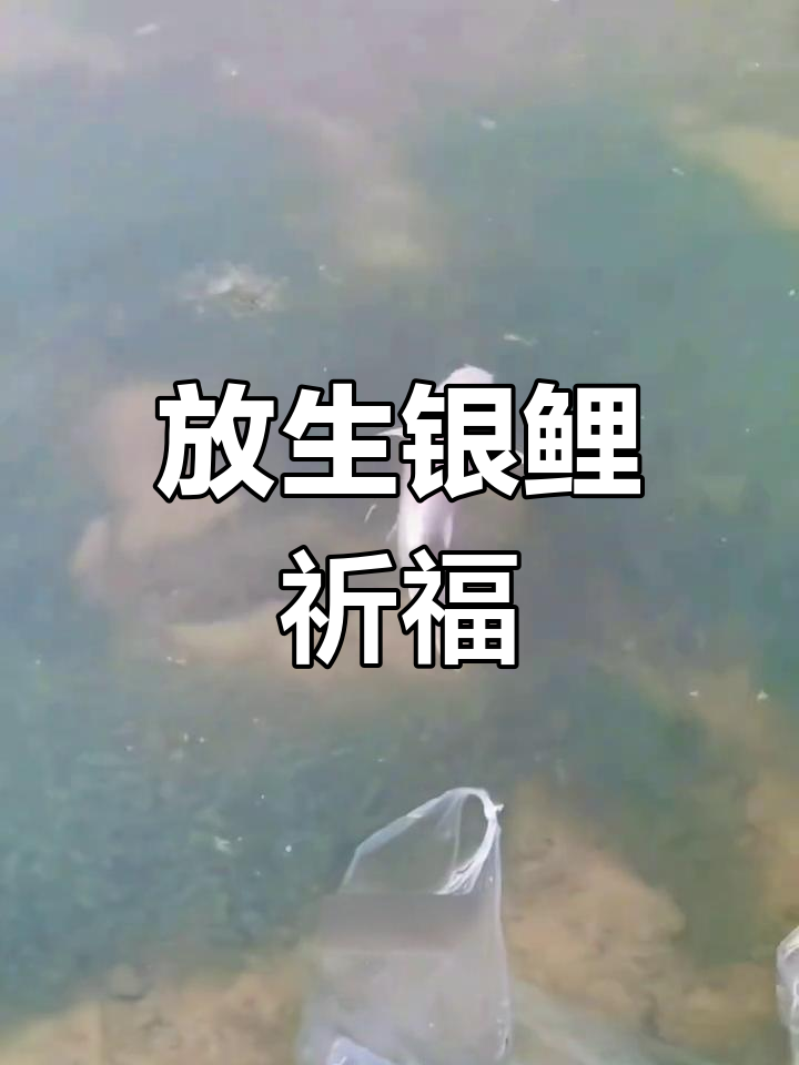 偶遇银白鲤鱼,赶紧放生,愿一切安好!