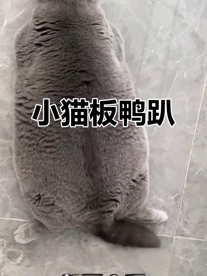 猫咪板鸭趴,傻猫的放松状态