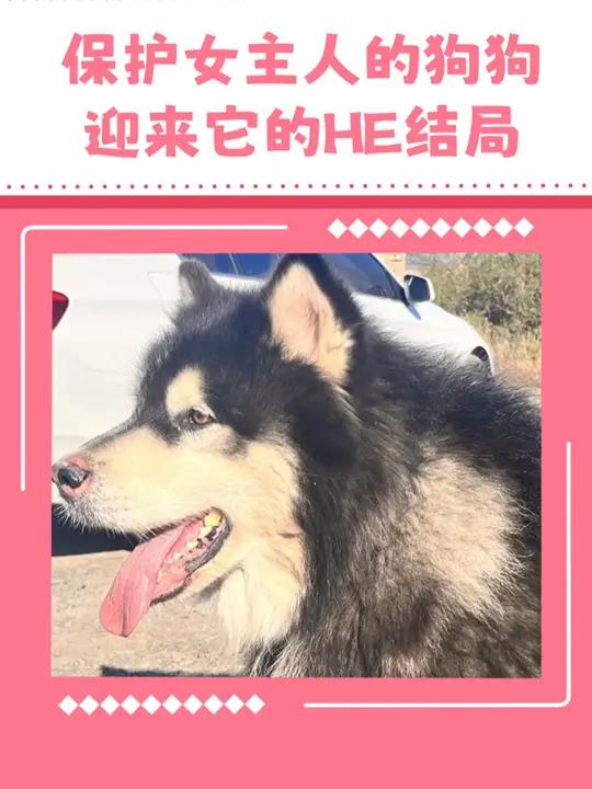 狗狗保护女主人的大结局来啦!是HE!山西狗咬人事件 阿拉斯加 大结局 内容引起舒适 热点新