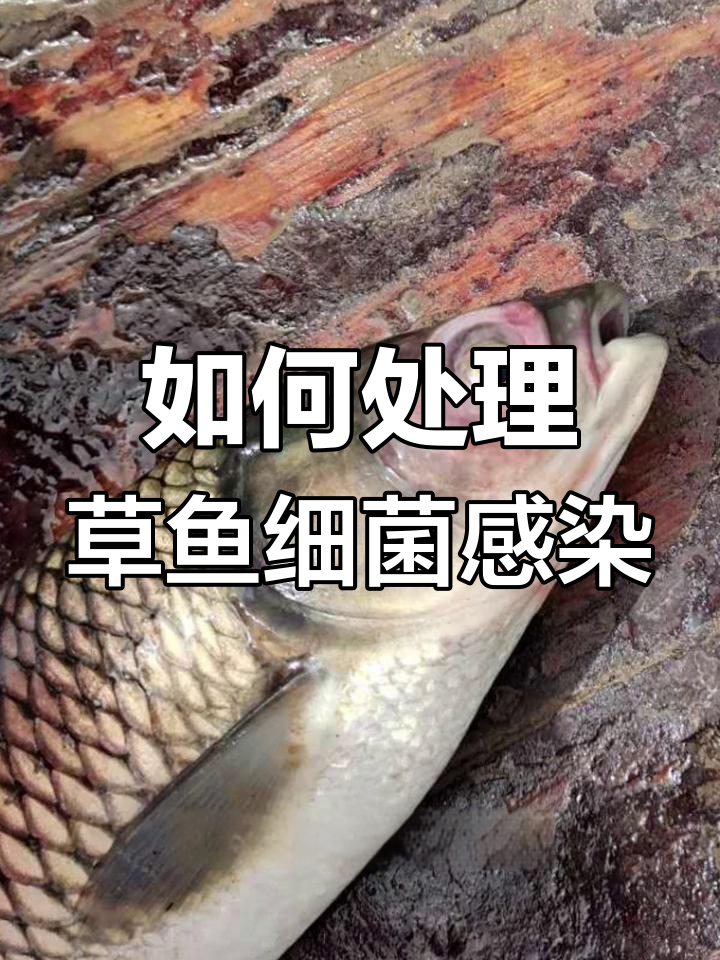 草鱼疾病频发,如何应对细菌和寄生虫感染?