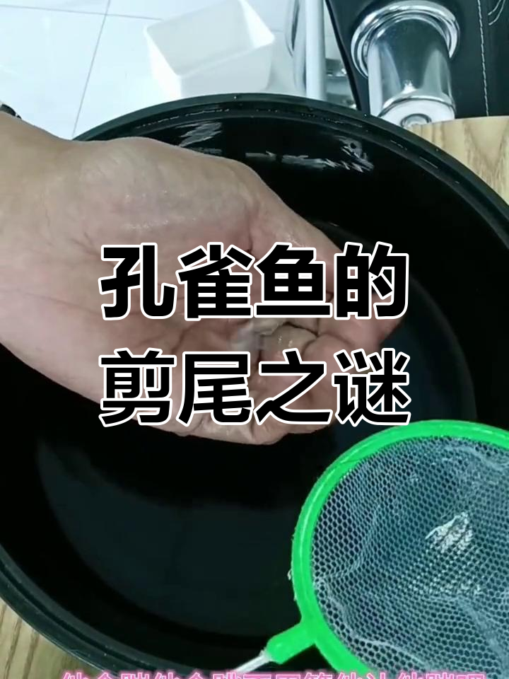 剪尾让孔雀鱼更易繁殖,但影响美观,客户常要求剪后发货