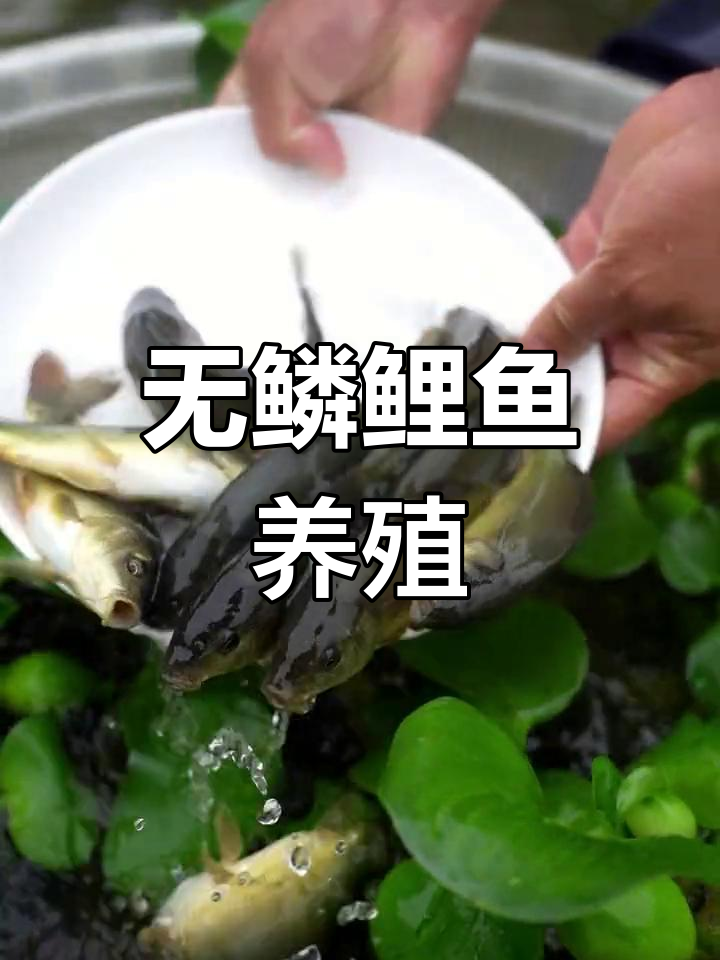 裸鲤:无鳞杂食性鱼,一年可长3斤