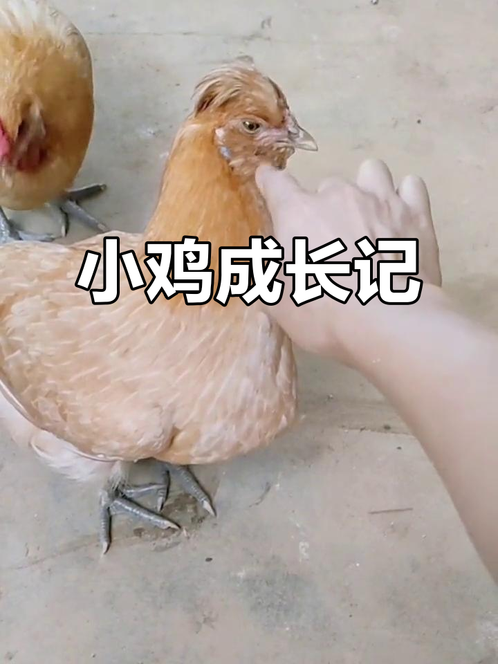 从小养到大的小鸡,九个月大还没下蛋,真是可爱又奇特