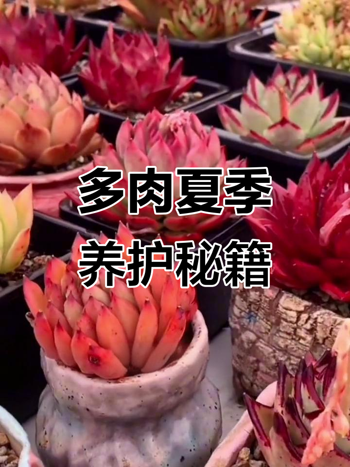 冬云系多肉如何避免高温化水?控水和遮阳技巧全解析