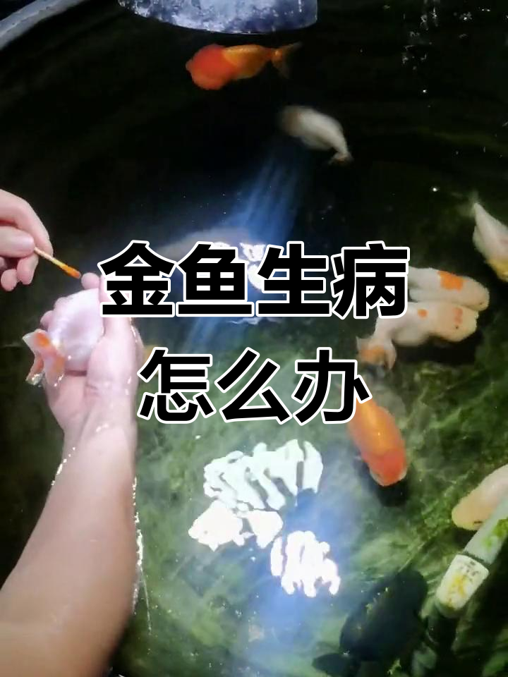 金鱼身上出现红斑,如何处理?