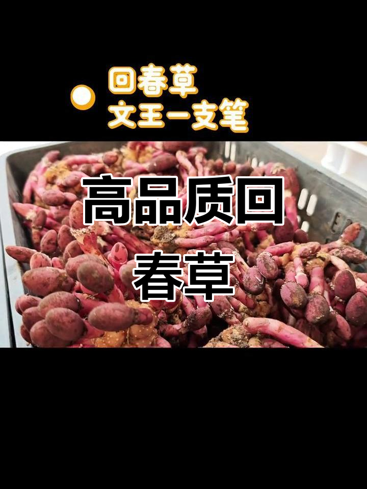 新鲜回春草,文玩一支笔,煲汤泡酒必备好材料