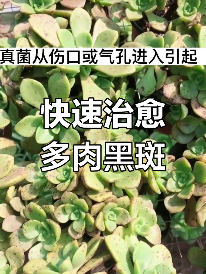 多肉叶片黑斑病?这样处理效果惊人,夏季必备方法