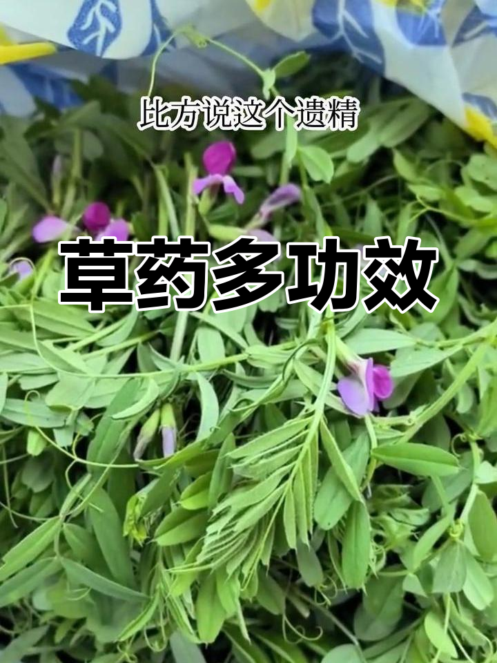 全草入药,补肾调经、止咳化痰,外用治疮疔