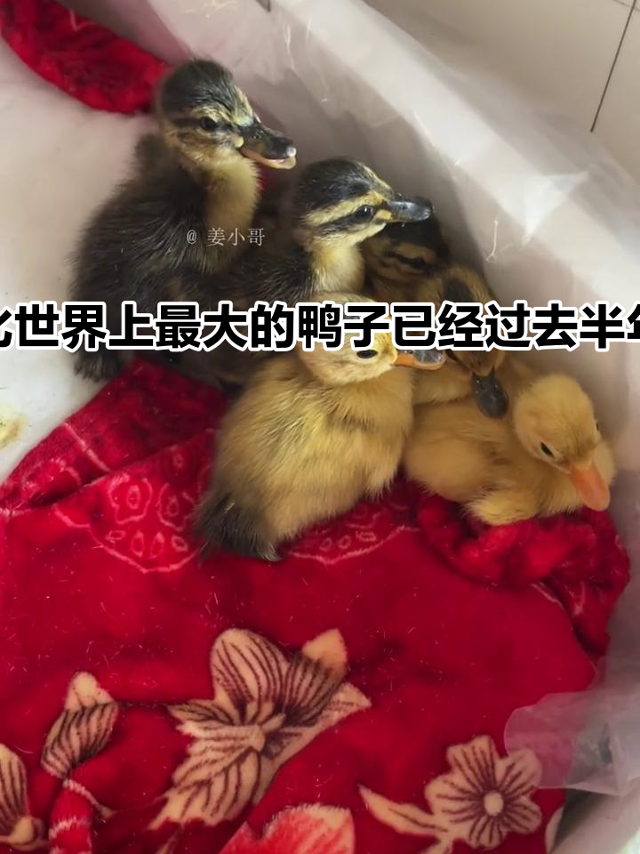 6月已过,孵化世界上最大的鸭子半年啦