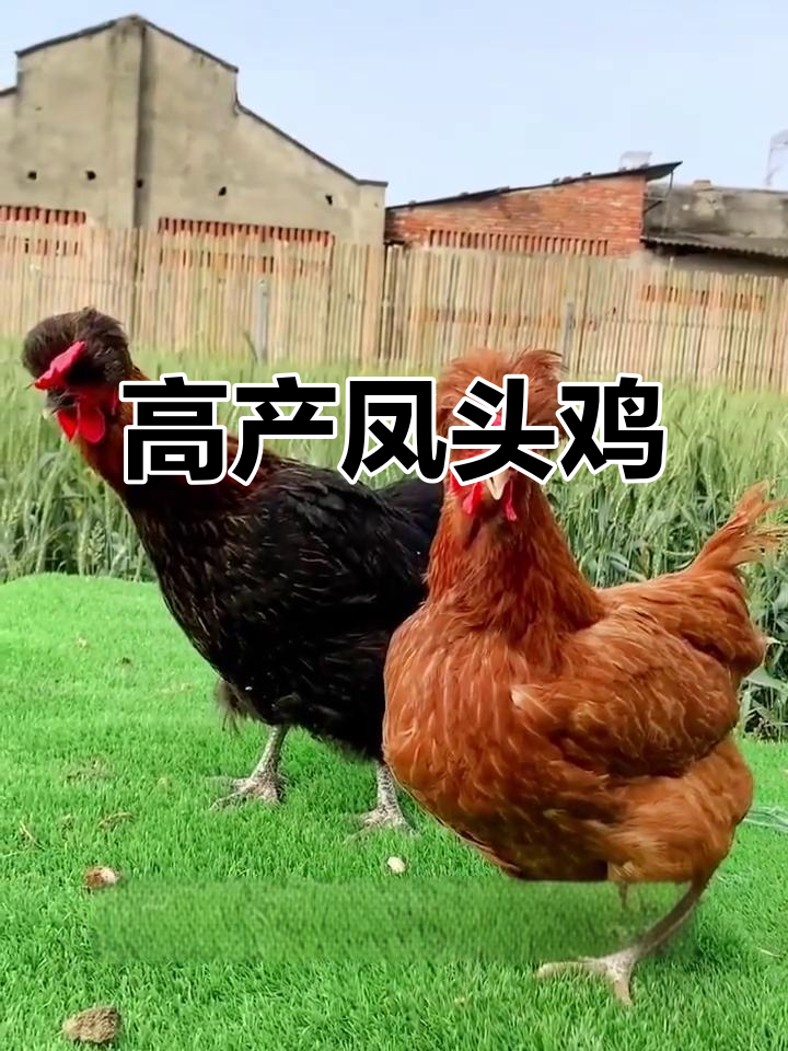 凤头鸡:美丽、活泼又高产,五个月开产,年蛋量惊人