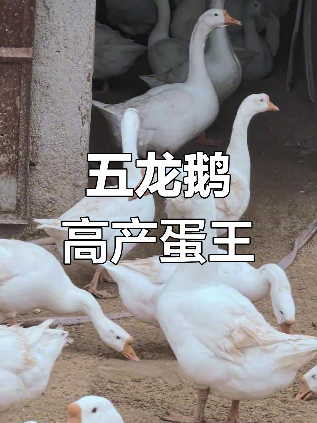 五龙鹅:产蛋冠军,豁眼蛾的独特魅力