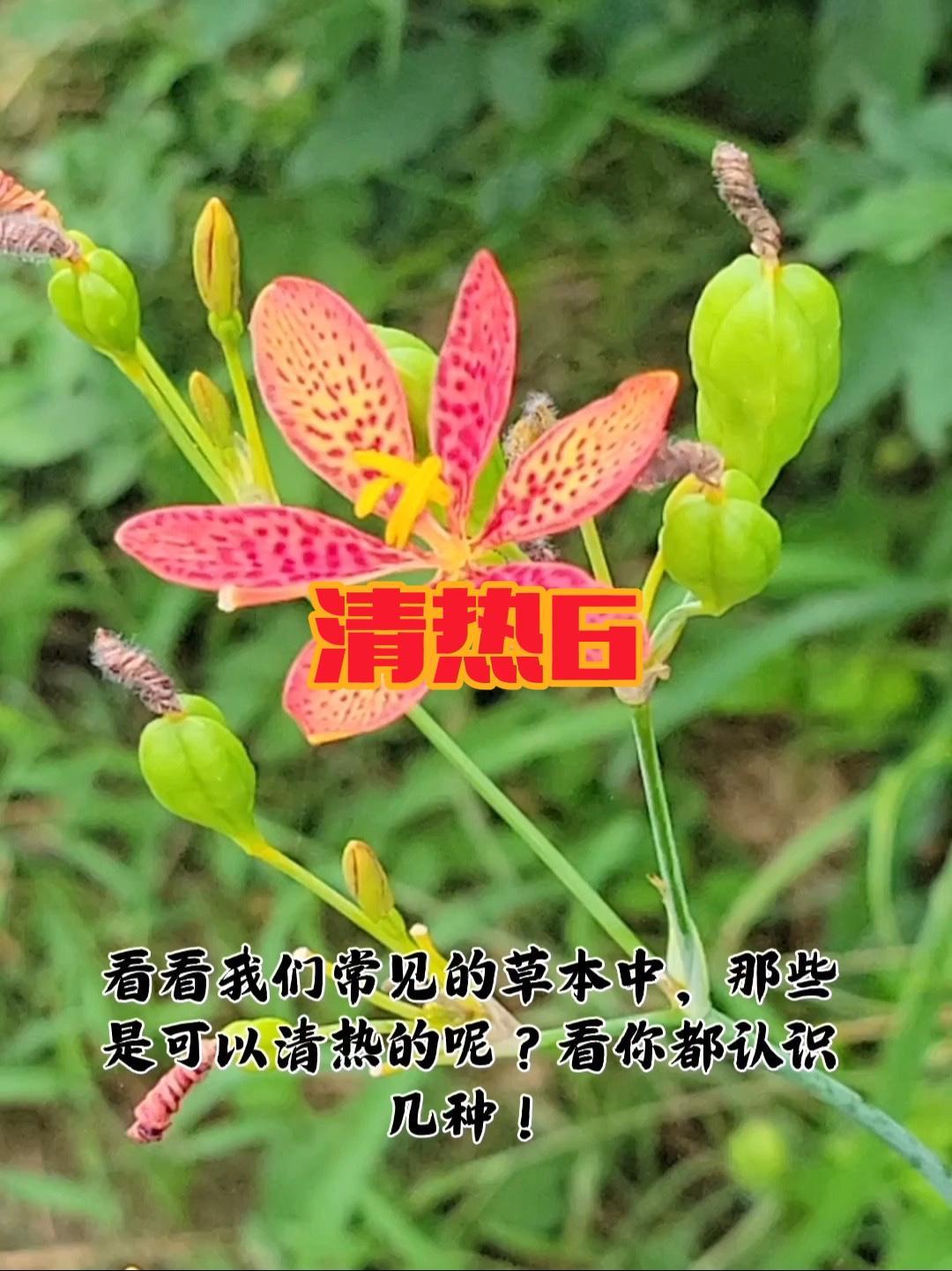 身边常见清热草本,有的很普通,能量还强,就是你不会用 这些常见清热草本,你认识几种,是不是