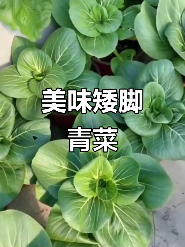 霜降矮脚菜,香气扑鼻,软糯可口,吃一次就停不下来!