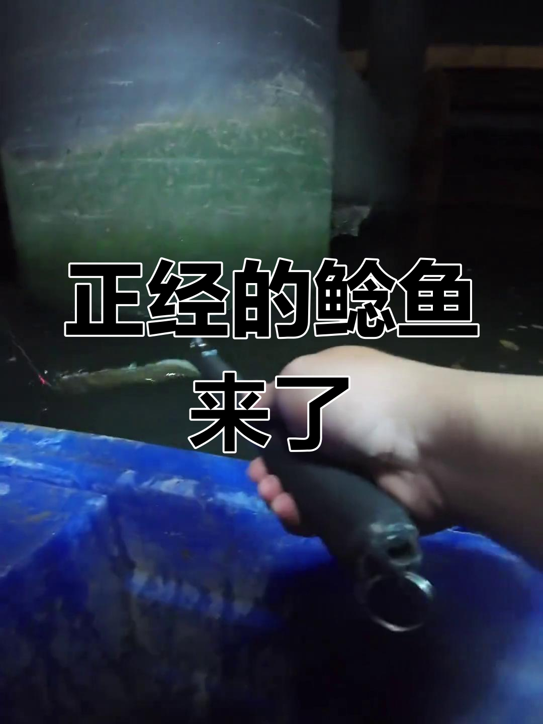 钓到一条带墨水的鲶鱼,竟然不认识!