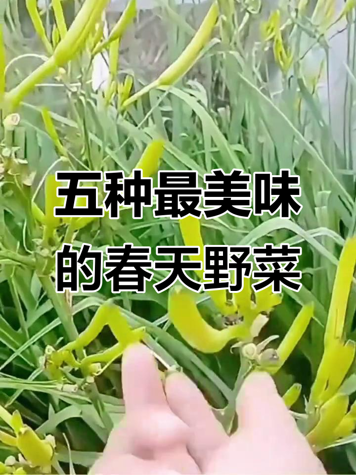 北方春季必吃五种野菜,槐花、面条菜的独特做法