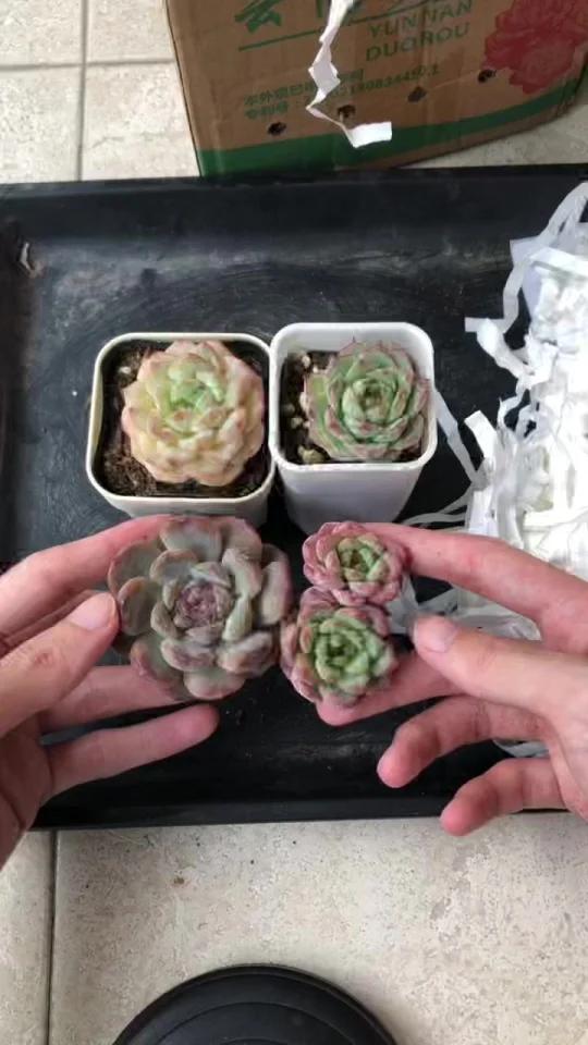 多肉开箱，7块霞辉长这样