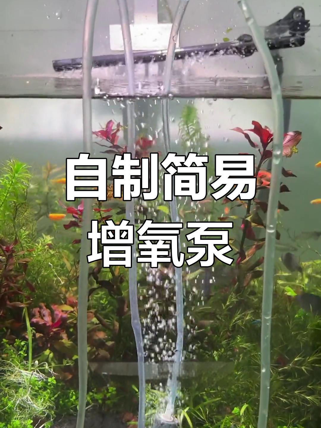 无需电力,自制增氧泵让鱼缸更安全