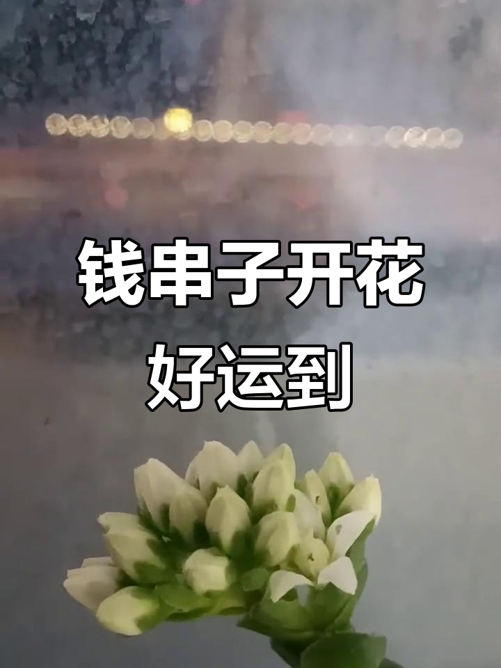 养了六年钱串子,终于要开花了!财运滚滚来
