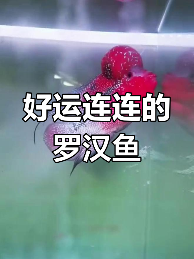 鸿运罗汉鱼,美丽又撩心!