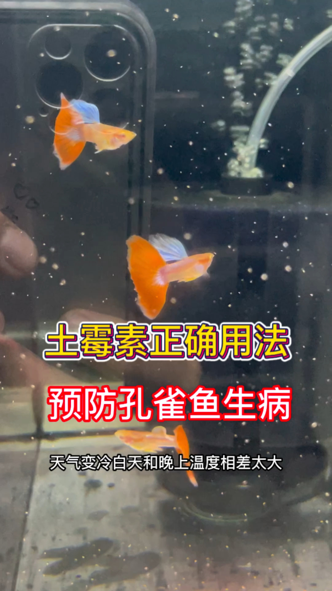 土霉素使用方法 治疗孔雀鱼