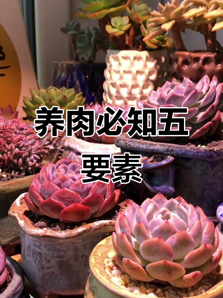 养好多肉的五大必备条件,通风、光照、盆土浇水全都有