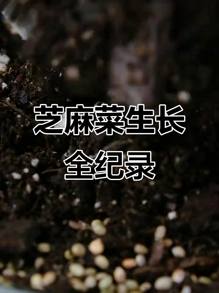 芝麻菜从种子到花朵的成长全过程，75天延时拍摄记录