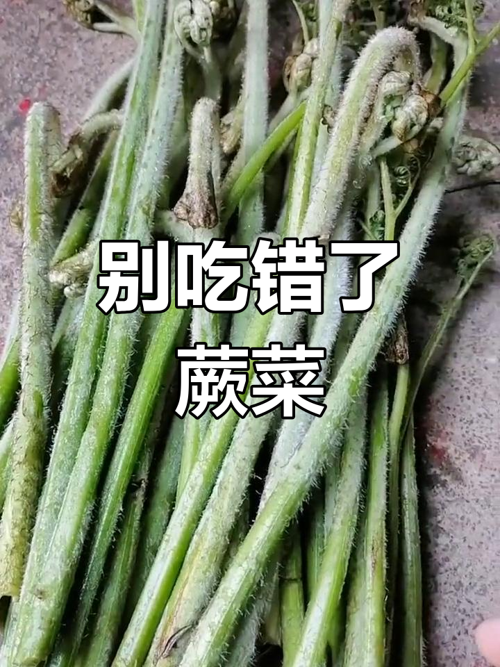 蕨菜采摘要注意,别踩错!这种不能吃