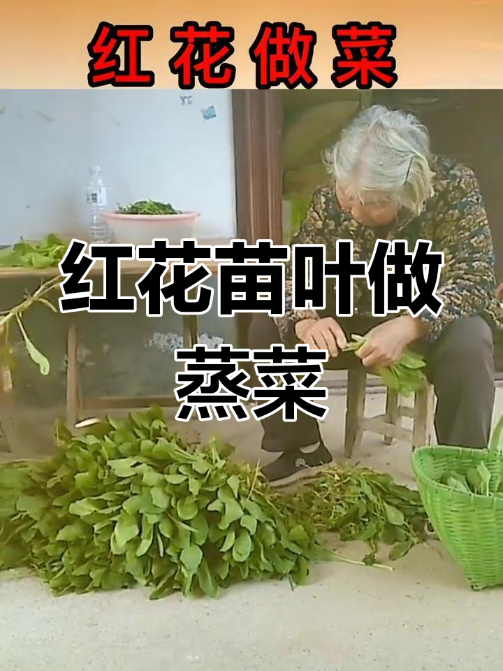 红花幼苗叶蒸菜,活血化瘀又美味