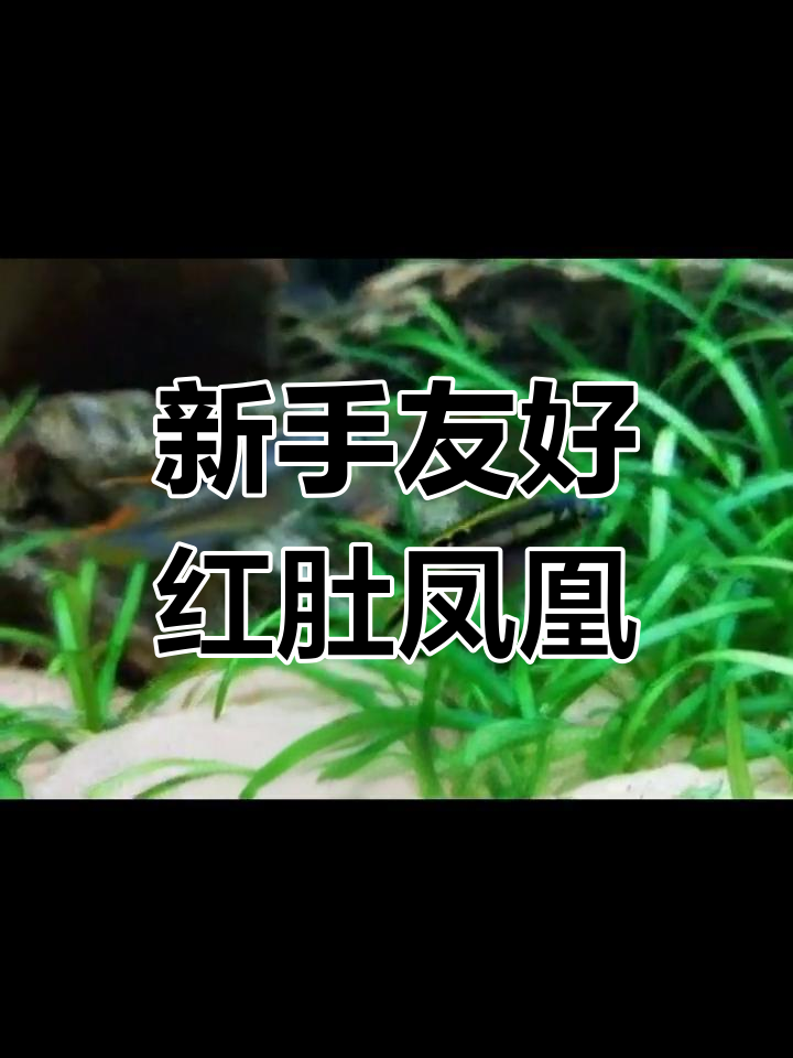 红肚凤凰鱼:适合新手饲养的美丽卵生鱼