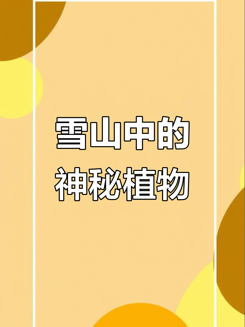 高山辣根菜:雪域高原的隐秘生命力,你见过吗?