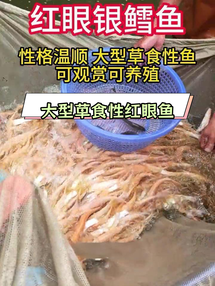 红眼银鳕鱼:观赏与食用兼备,生长迅速
