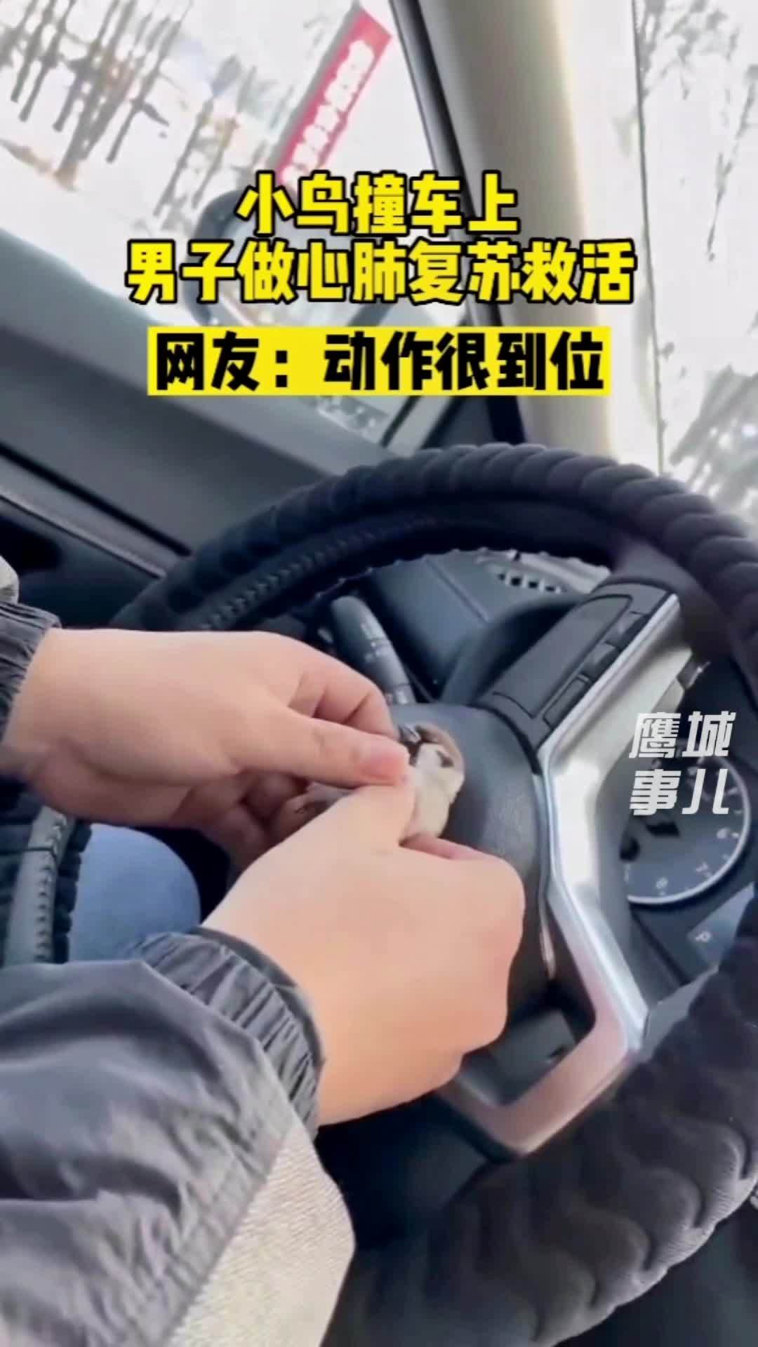 11月27日,黑龙江齐齐哈尔。小鸟撞车上男子做心肺复苏救活。网友:动作很到位!