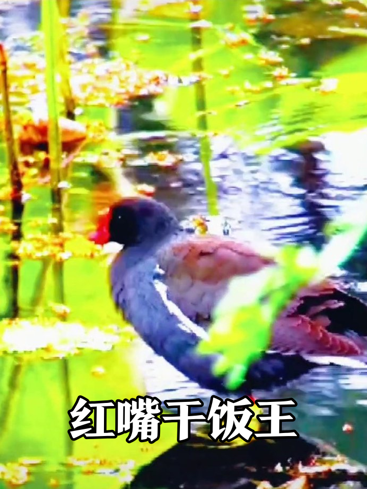 红嘴黑水鸡池塘干饭,埋头苦吃像极打工人