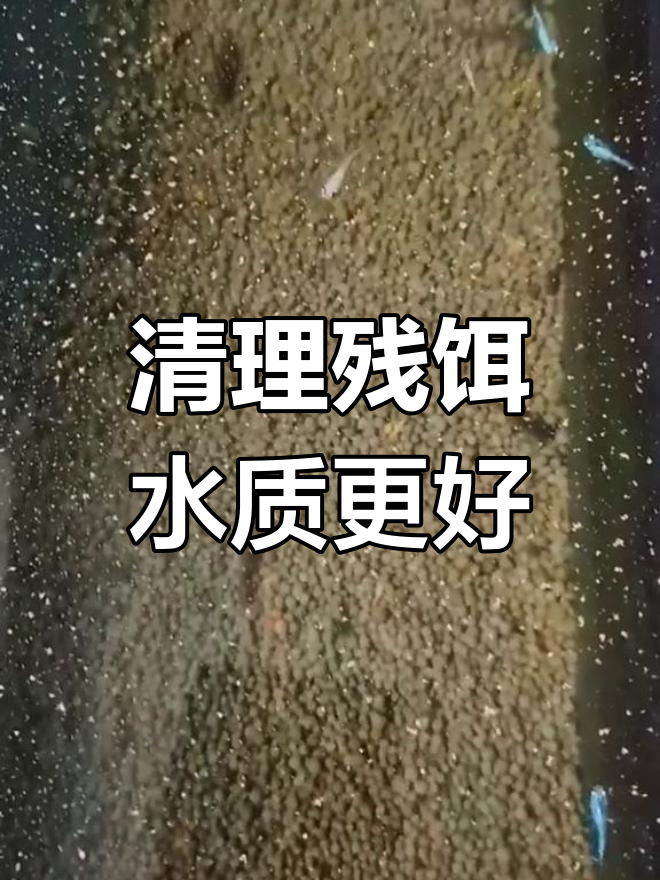 关背青鳉与鼠鱼共养的好处