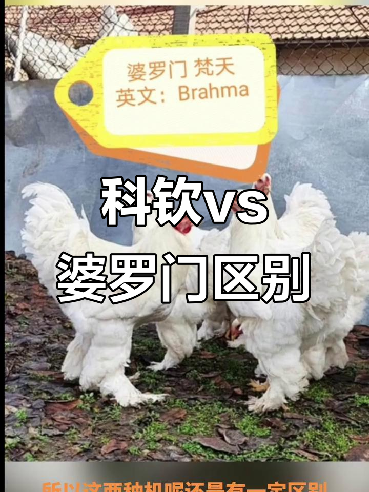 巨型科钦与婆罗门鸡种大揭秘,如何区分这两种大型品种