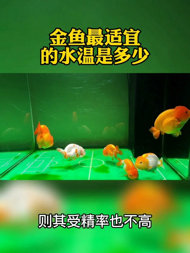 金鱼最适宜的水温是多少