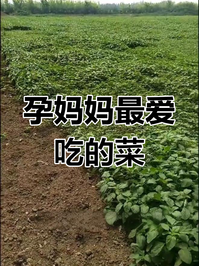 云青菜:孕妇必吃的高营养蔬菜