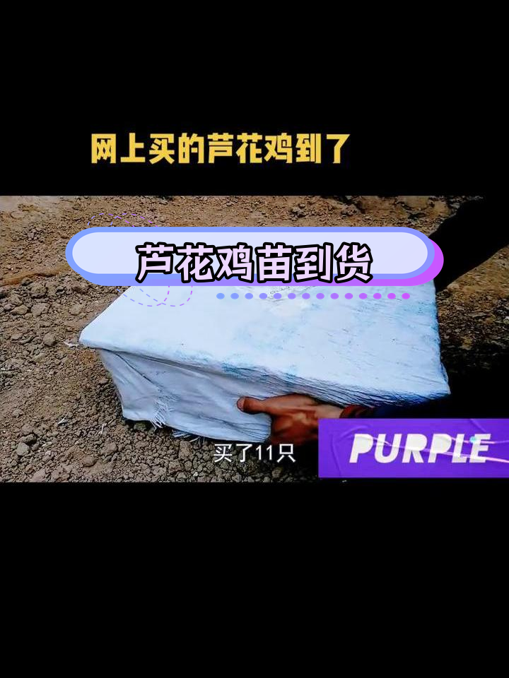 收到11只芦花鸡苗,快递安全到达