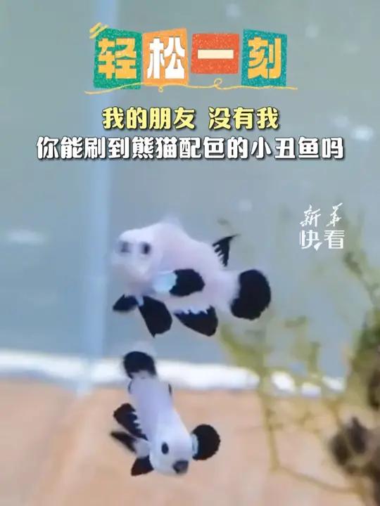 我的朋友,没有我,你能刷到熊猫配色的小丑鱼吗